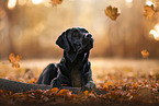 Labrador