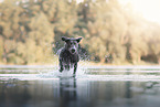 Labrador