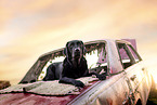 Labrador