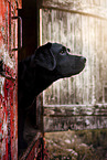 Labrador