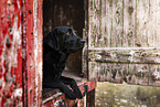 Labrador