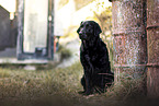 Labrador