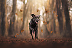 Labrador