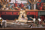 Labrador