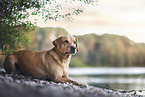 Labrador