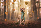 Labrador