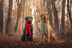 Labrador
