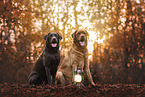 Labrador