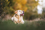 Labrador Retriever