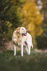 Labrador Retriever