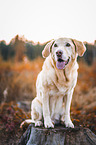 Labrador Retriever