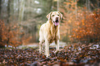 Labrador Retriever