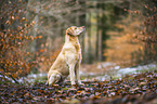 Labrador Retriever
