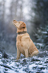 Labrador Retriever