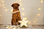 Labrador Retriever in christmas decoration
