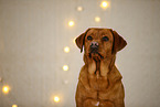 Labrador Retriever in christmas decoration