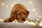 Labrador Retriever in christmas decoration