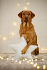 Labrador Retriever in christmas decoration