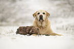 Labrador Retriever