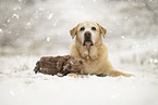 Labrador Retriever