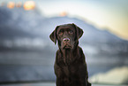 Labrador Retriever