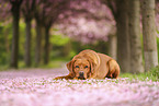Labrador