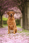 Labrador