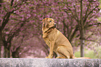 Labrador