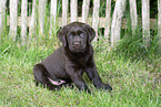 Labrador Puppy