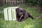 Labrador Puppy