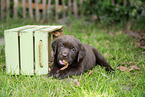 Labrador Puppy