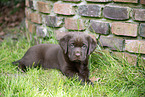 Labrador Puppy