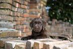 Labrador Puppy