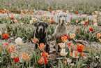 Labrador Retriever and Weimaraner