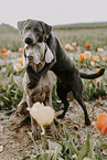 Labrador Retriever and Weimaraner