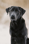 charcoal Labrador Retriever
