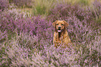foxred Labrador Retriever