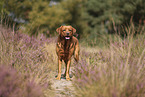 foxred Labrador Retriever