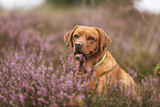 foxred Labrador Retriever