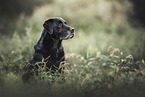 male Labrador Retriever