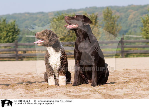 Labrador & Spanischer Wasserhund / Labrador & Perro de aqua espanol / BD-00524