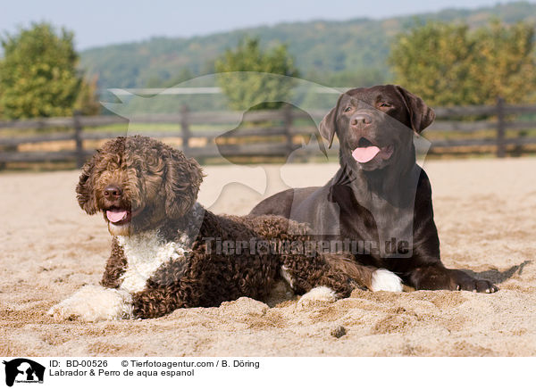 Labrador & Perro de aqua espanol / BD-00526