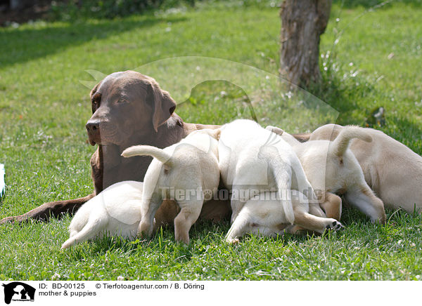 mother & puppies / BD-00125