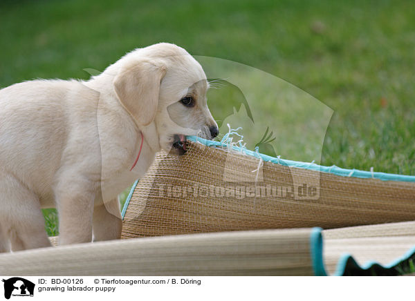 knabbernder Labradorwelpe / gnawing labrador puppy / BD-00126