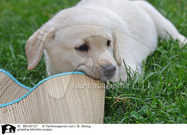 knabbernder Labradorwelpe / gnawing labrador puppy / BD-00127