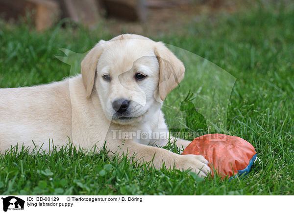 liegender Labradorwelpe / lying labrador puppy / BD-00129