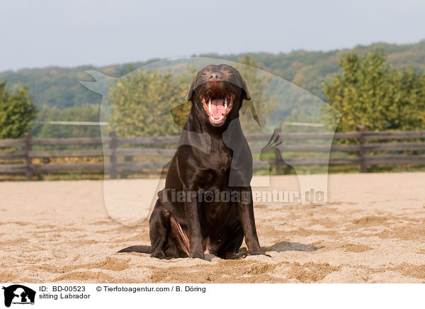 sitzender Labrador / sitting Labrador / BD-00523