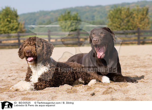 Labrador & Spanischer Wasserhund / Labrador & Perro de aqua espanol / BD-00525