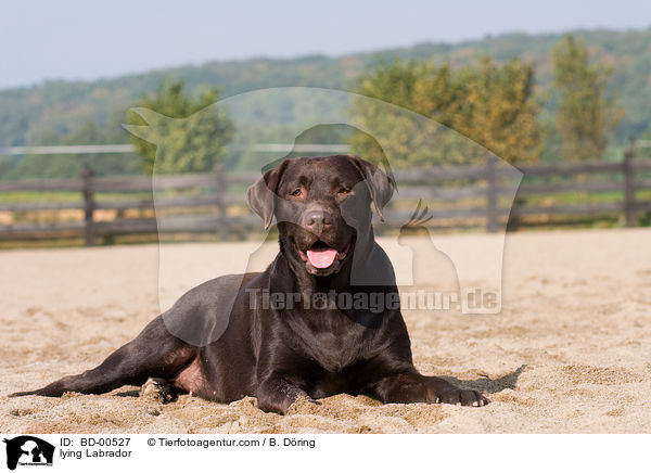 liegender Labrador / lying Labrador / BD-00527
