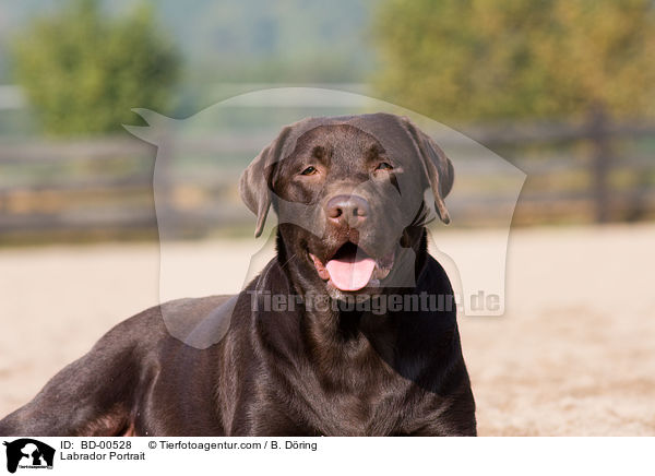 Labrador Portrait / Labrador Portrait / BD-00528